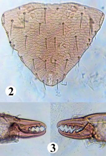 Réf. 212 873 : Parasitellus fucorum
